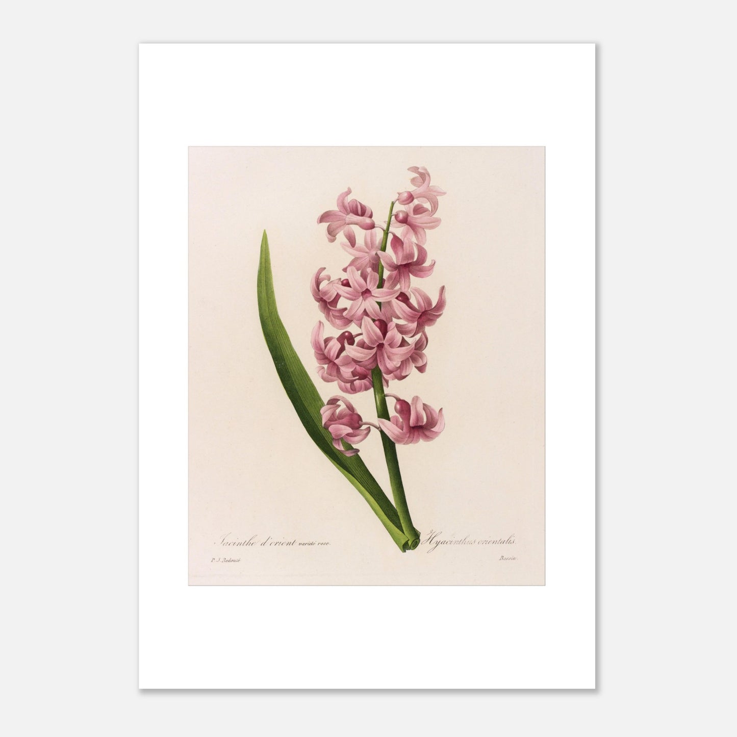 Planche naturaliste Jacinthe d’Orient Rose par Pierre-Joseph Redouté (29,7x42 cm (A3)). Planche botanique de Pierre-Joseph Redouté représentant une jacinthe d'Orient rose, avec une longue feuille verte.