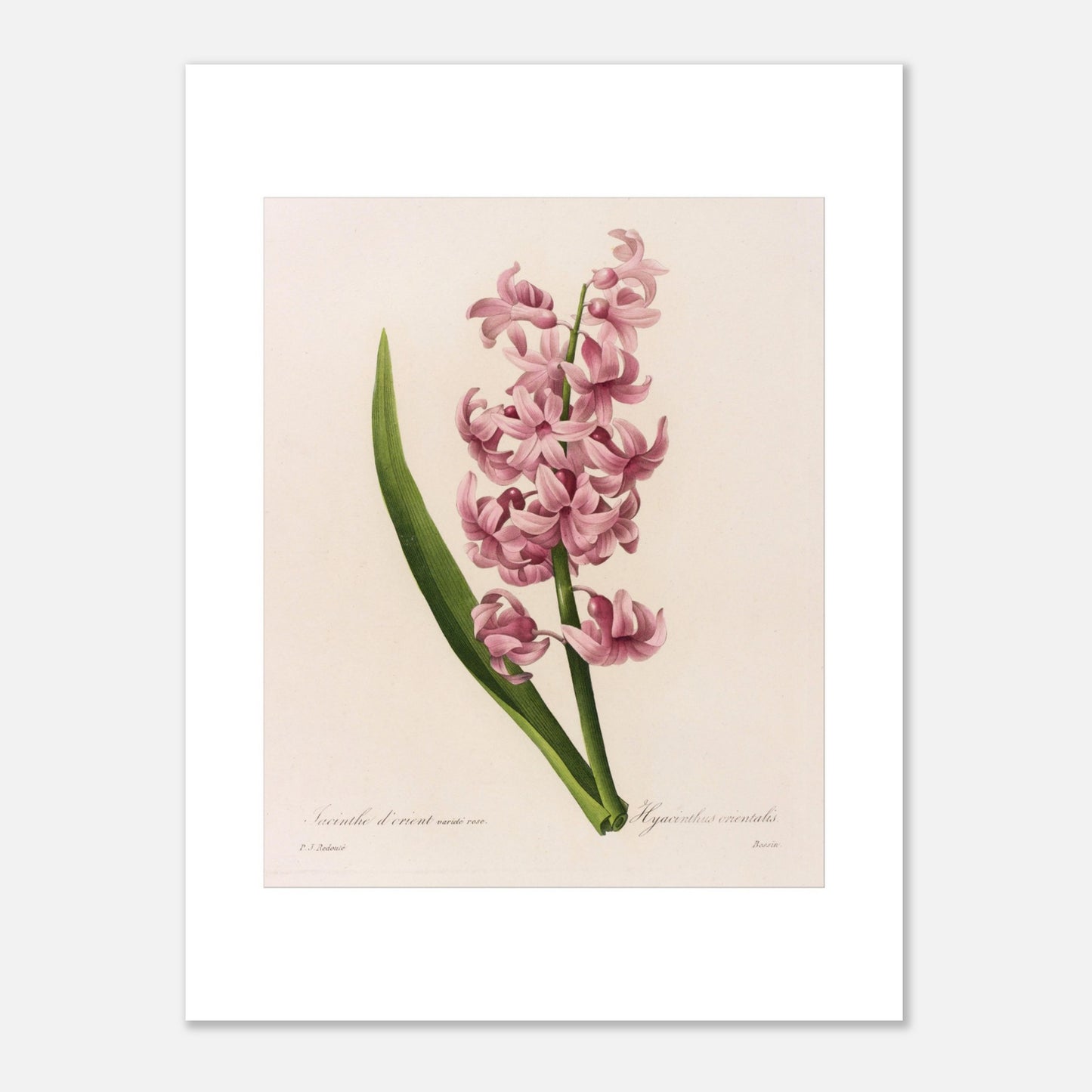 Planche naturaliste Jacinthe d’Orient Rose par Pierre-Joseph Redouté (30x40 cm). Planche botanique de Pierre-Joseph Redouté représentant une jacinthe d'Orient rose, avec une longue feuille verte.