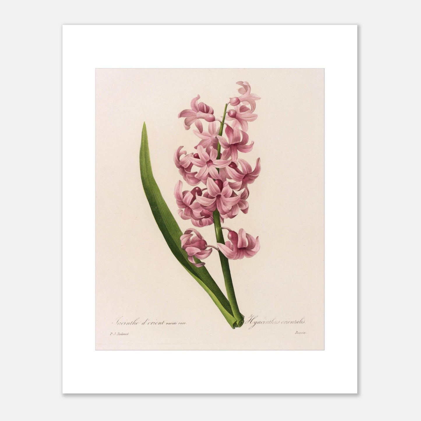 Planche naturaliste Jacinthe d’Orient Rose par Pierre-Joseph Redouté (40x50 cm). Planche botanique de Pierre-Joseph Redouté représentant une jacinthe d'Orient rose, avec une longue feuille verte.