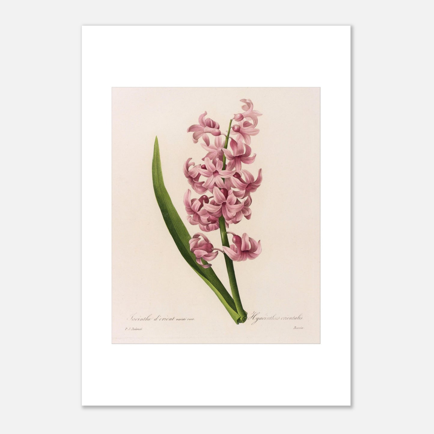 Planche naturaliste Jacinthe d’Orient Rose par Pierre-Joseph Redouté (42x59,4 cm (A2)). Planche botanique de Pierre-Joseph Redouté représentant une jacinthe d'Orient rose, avec une longue feuille verte.