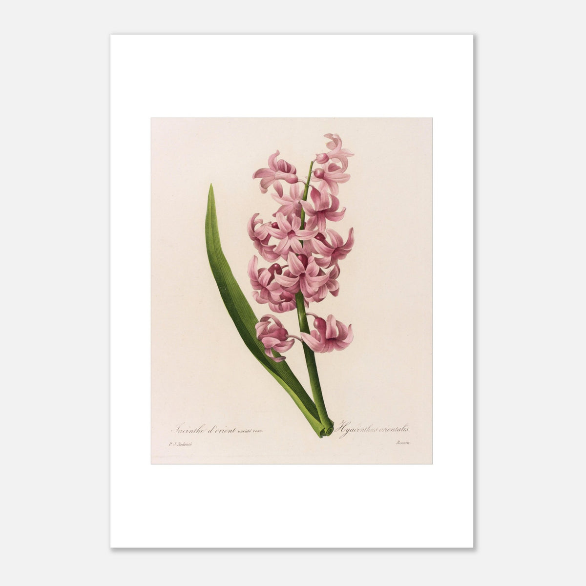 Lámina naturalista Jacinto de Oriente Rosa de Pierre-Joseph Redouté (42x59,4 cm (A2)). Lámina botánica de Pierre-Joseph Redouté que representa un jacinto oriental rosa con una larga hoja verde.