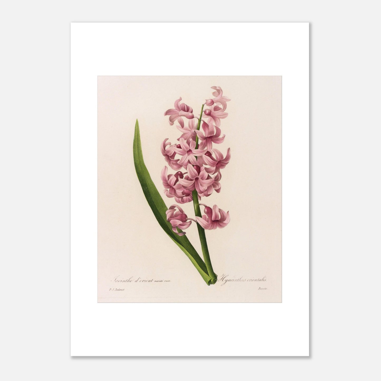 Planche naturaliste Jacinthe d’Orient Rose par Pierre-Joseph Redouté (50x70 cm). Planche botanique de Pierre-Joseph Redouté représentant une jacinthe d'Orient rose, avec une longue feuille verte.