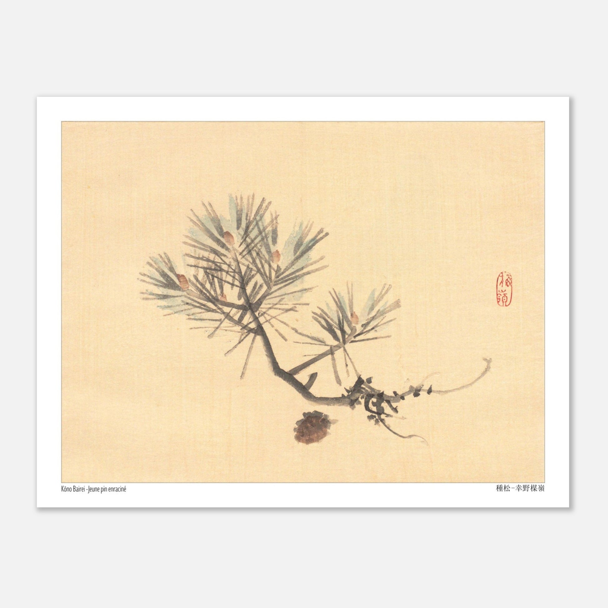 Jeune pin enraciné - Kōno Bairei - Taille 27x35 cm