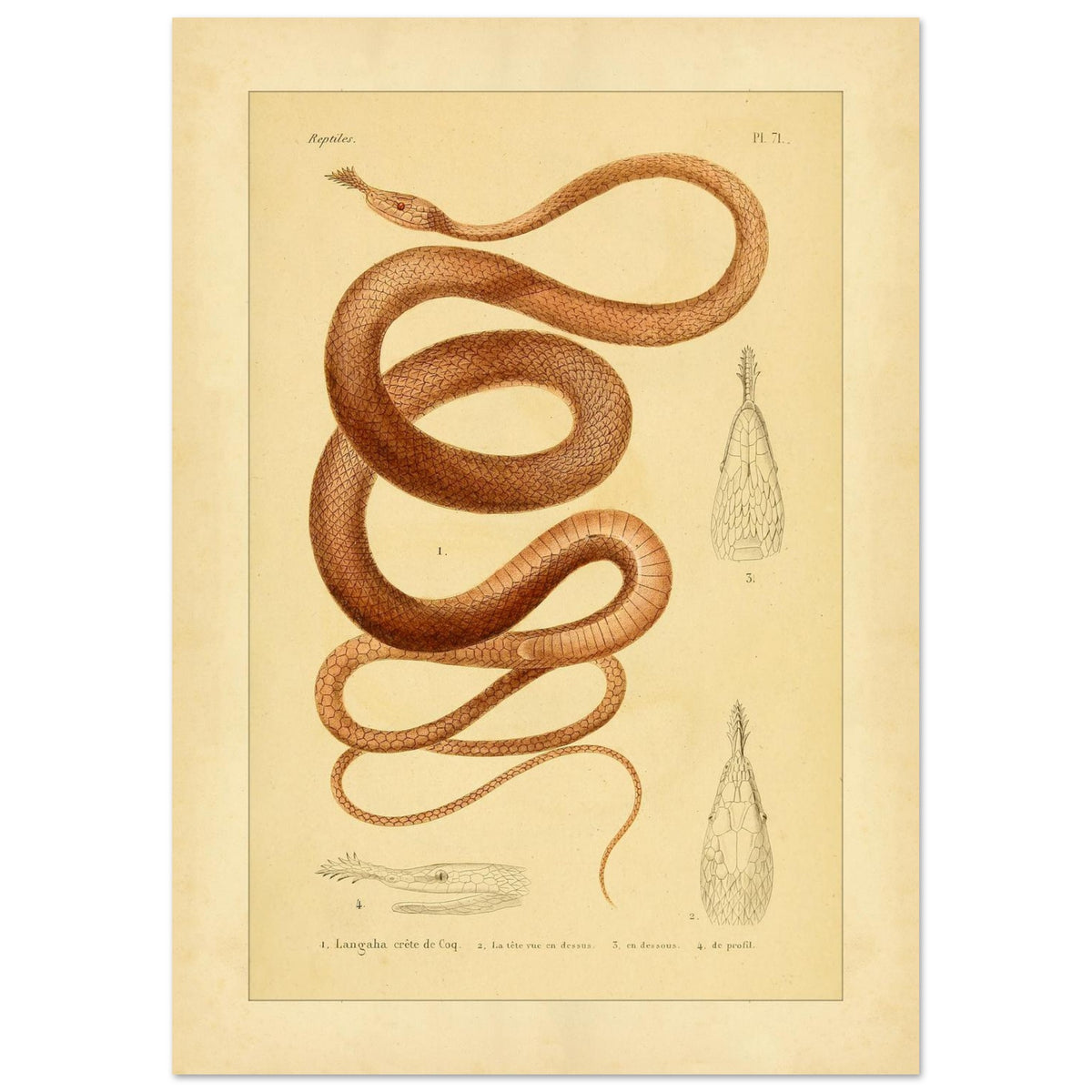 Langaha ou Xiphorhynque crête de coq : illustration ancienne (21x29,7 cm (A4)). Planche naturaliste ancienne illustrant un lézard épineux de profil, avec une vue de sa tête en dessous et une vue de détail de ses écailles.