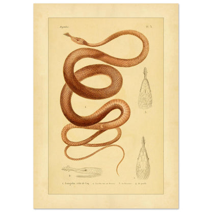 Langaha ou Xiphorhynque crête de coq : illustration ancienne (21x29,7 cm (A4)). Planche naturaliste ancienne illustrant un lézard épineux de profil, avec une vue de sa tête en dessous et une vue de détail de ses écailles.