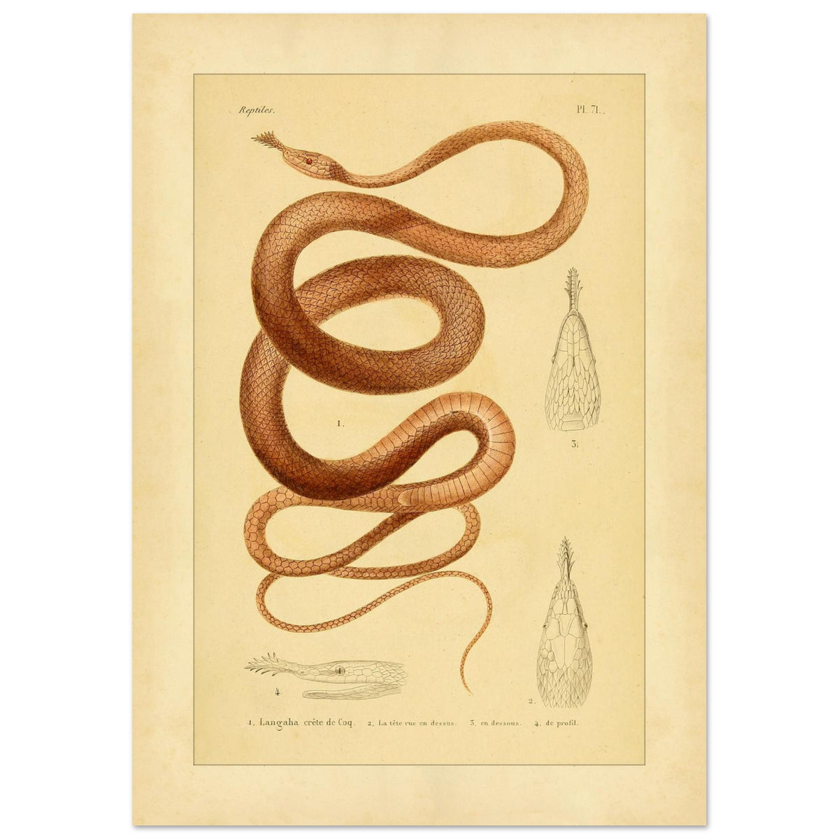 Langaha ou Xiphorhynque crête de coq : illustration ancienne (29,7x42 cm (A3)). Planche naturaliste ancienne illustrant un lézard épineux de profil, avec une vue de sa tête en dessous et une vue de détail de ses écailles.