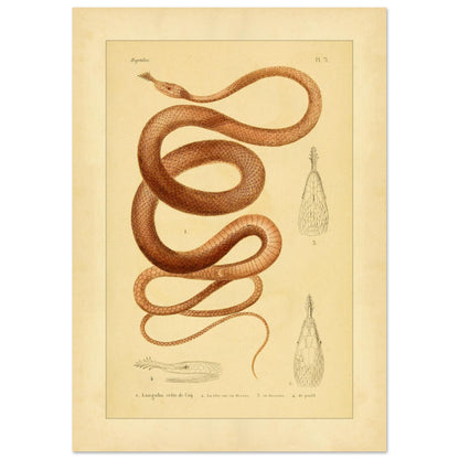 Langaha ou Xiphorhynque crête de coq : illustration ancienne (29,7x42 cm (A3)). Planche naturaliste ancienne illustrant un lézard épineux de profil, avec une vue de sa tête en dessous et une vue de détail de ses écailles.