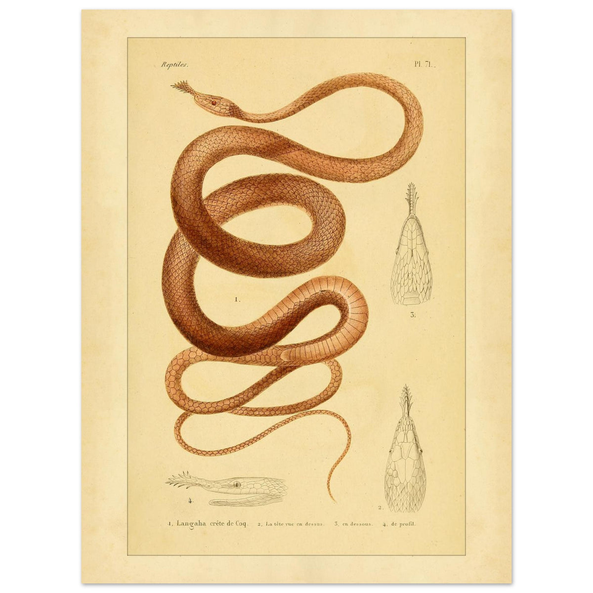 Langaha ou Xiphorhynque crête de coq : illustration ancienne (30x40 cm). Planche naturaliste ancienne illustrant un lézard épineux de profil, avec une vue de sa tête en dessous et une vue de détail de ses écailles.