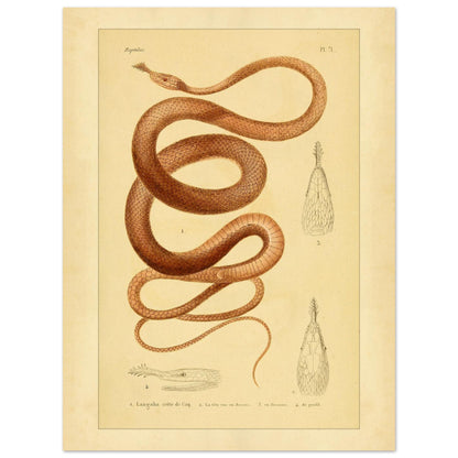 Langaha ou Xiphorhynque crête de coq : illustration ancienne (30x40 cm). Planche naturaliste ancienne illustrant un lézard épineux de profil, avec une vue de sa tête en dessous et une vue de détail de ses écailles.