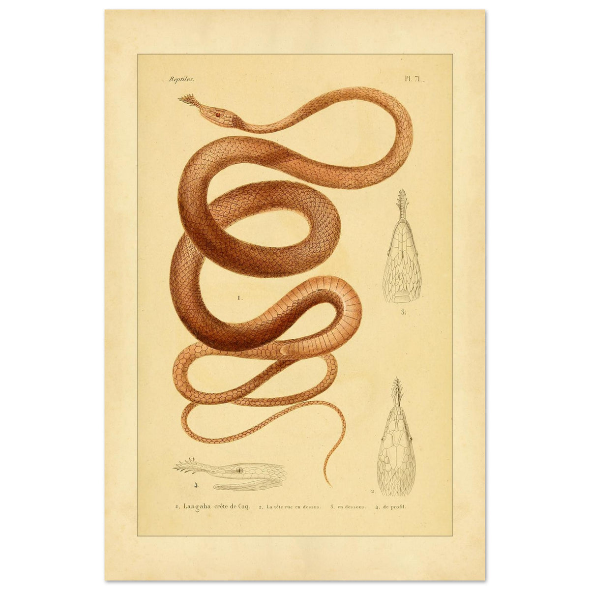 Langaha ou Xiphorhynque crête de coq : illustration ancienne (40x60 cm). Planche naturaliste ancienne illustrant un lézard épineux de profil, avec une vue de sa tête en dessous et une vue de détail de ses écailles.