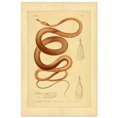 Langaha ou Xiphorhynque crête de coq : illustration ancienne (40x60 cm). Planche naturaliste ancienne illustrant un lézard épineux de profil, avec une vue de sa tête en dessous et une vue de détail de ses écailles.