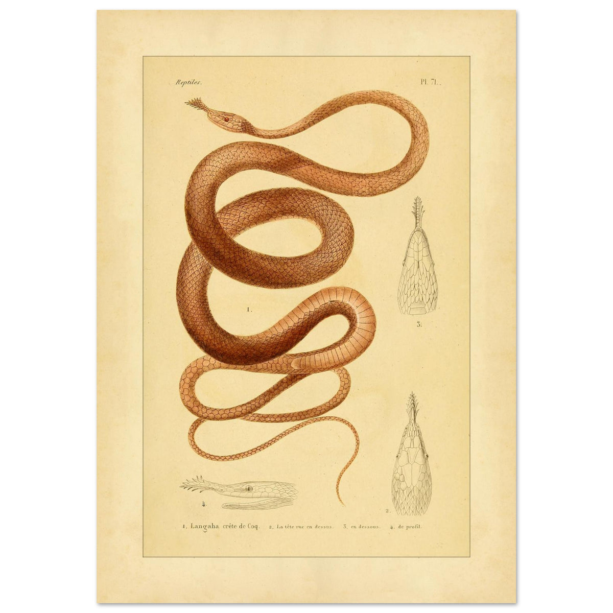 Langaha ou Xiphorhynque crête de coq : illustration ancienne (42x59,4 cm (A2)). Planche naturaliste ancienne illustrant un lézard épineux de profil, avec une vue de sa tête en dessous et une vue de détail de ses écailles.