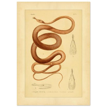 Langaha ou Xiphorhynque crête de coq : illustration ancienne (42x59,4 cm (A2)). Planche naturaliste ancienne illustrant un lézard épineux de profil, avec une vue de sa tête en dessous et une vue de détail de ses écailles.