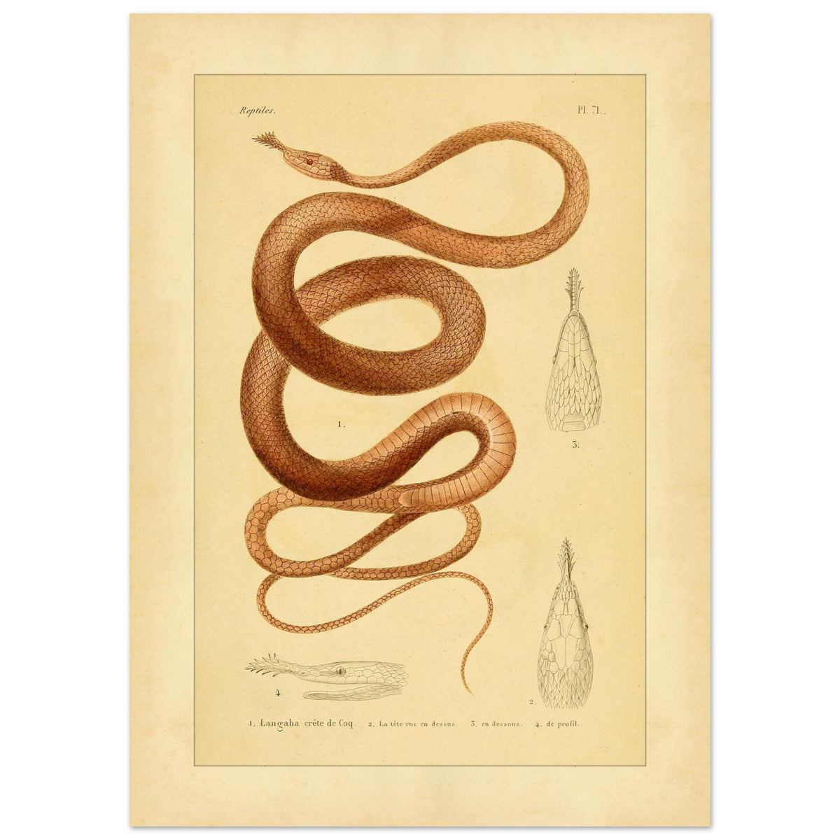 Langaha ou Xiphorhynque crête de coq : illustration ancienne (50x70 cm). Planche naturaliste ancienne illustrant un lézard épineux de profil, avec une vue de sa tête en dessous et une vue de détail de ses écailles.