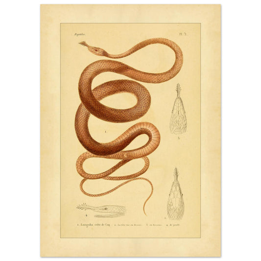 Langaha oder hahnenkamm-Xiphorhynchus: antike Illustration (50x70 cm). Alte naturkundliche Tafel mit der Darstellung einer stachligen Eidechse im Profil, mit einer Ansicht des Kopfes von unten und einer Detailansicht der Schuppen.