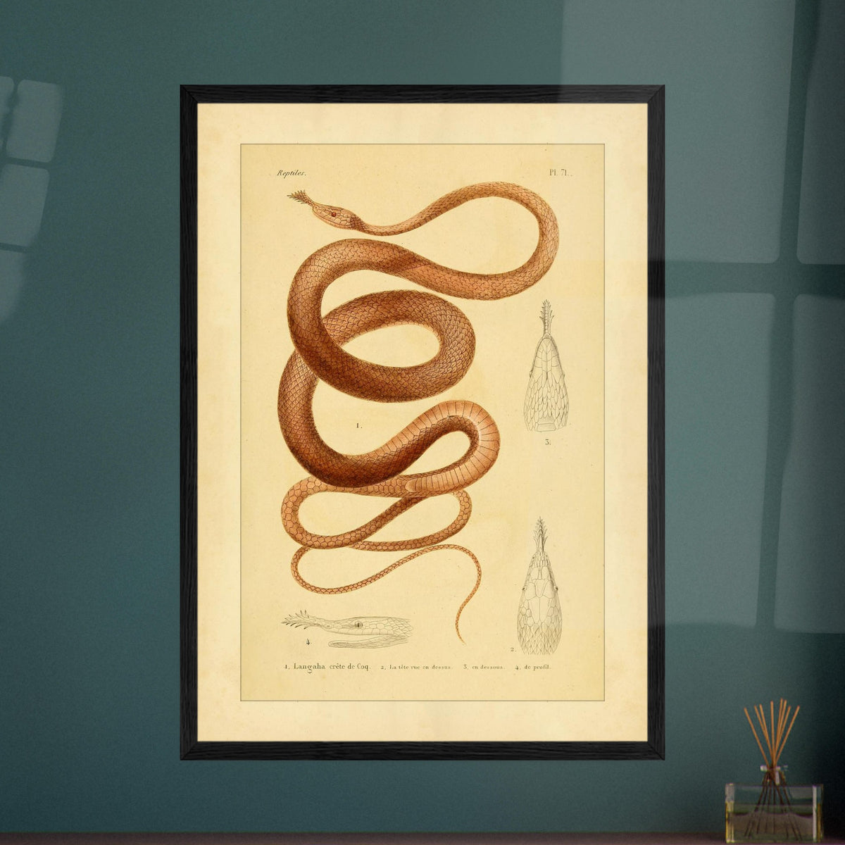 Langaha ou Xiphorhynque crête de coq : illustration ancienne. Planche naturaliste ancienne illustrant un lézard épineux de profil, avec une vue de sa tête en dessous et une vue de détail de ses écailles.