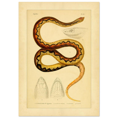 Sganzin's Leiopheterodon: Antique Snake Illustration Plate (21x29,7 cm (A4)). Illustration of a snake, Sganzin's leiopheterodon, colored with brown and yellow zigzag patterns, accompanied by drawings of its head.