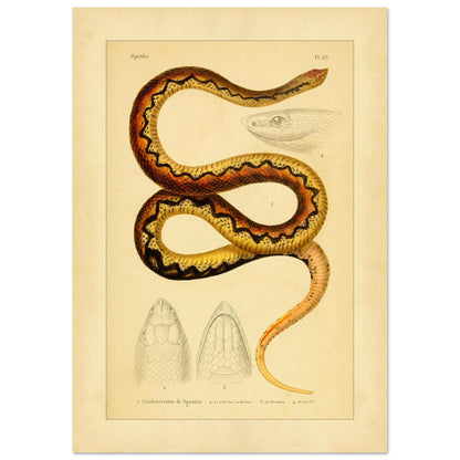 Sganzin's Leiopheterodon: Antique Snake Illustration Plate (29,7x42 cm (A3)). Illustration of a snake, Sganzin's leiopheterodon, colored with brown and yellow zigzag patterns, accompanied by drawings of its head.