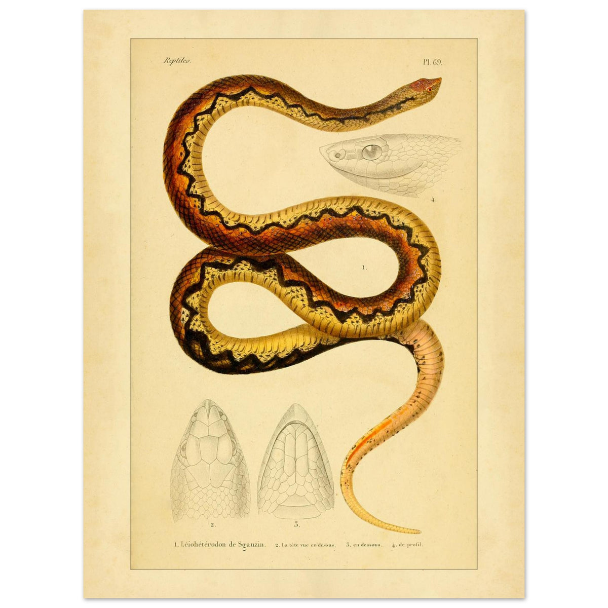 Sganzin's Leiopheterodon: Antique Snake Illustration Plate (30x40 cm). Illustration of a snake, Sganzin's leiopheterodon, colored with brown and yellow zigzag patterns, accompanied by drawings of its head.