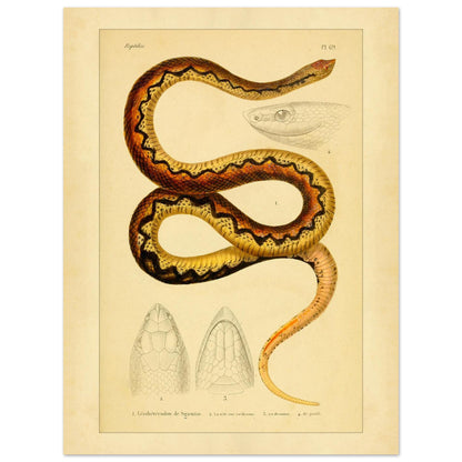 Sganzin's Leiopheterodon: Antique Snake Illustration Plate (30x40 cm). Illustration of a snake, Sganzin's leiopheterodon, colored with brown and yellow zigzag patterns, accompanied by drawings of its head.