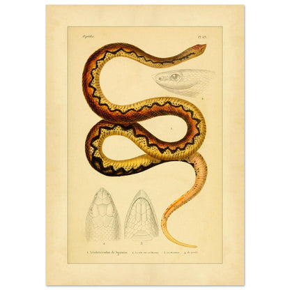 Sganzin's Leiopheterodon: Antique Snake Illustration Plate (42x59,4 cm (A2)). Illustration of a snake, Sganzin's leiopheterodon, colored with brown and yellow zigzag patterns, accompanied by drawings of its head.