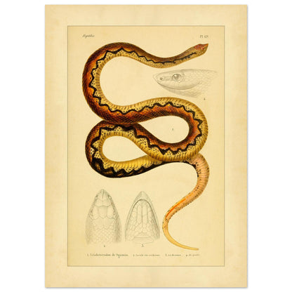 Sganzin's Leiopheterodon: Antique Snake Illustration Plate (50x70 cm). Illustration of a snake, Sganzin's leiopheterodon, colored with brown and yellow zigzag patterns, accompanied by drawings of its head.