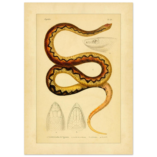 Sganzins Leiophétérondon: Antike Schlangen-Illustration (50x70 cm). Illustration einer Schlange, der Sganzin-Schlange, gefärbt mit braunen und gelben Zickzackmustern, begleitet von Zeichnungen ihres Kopfes.