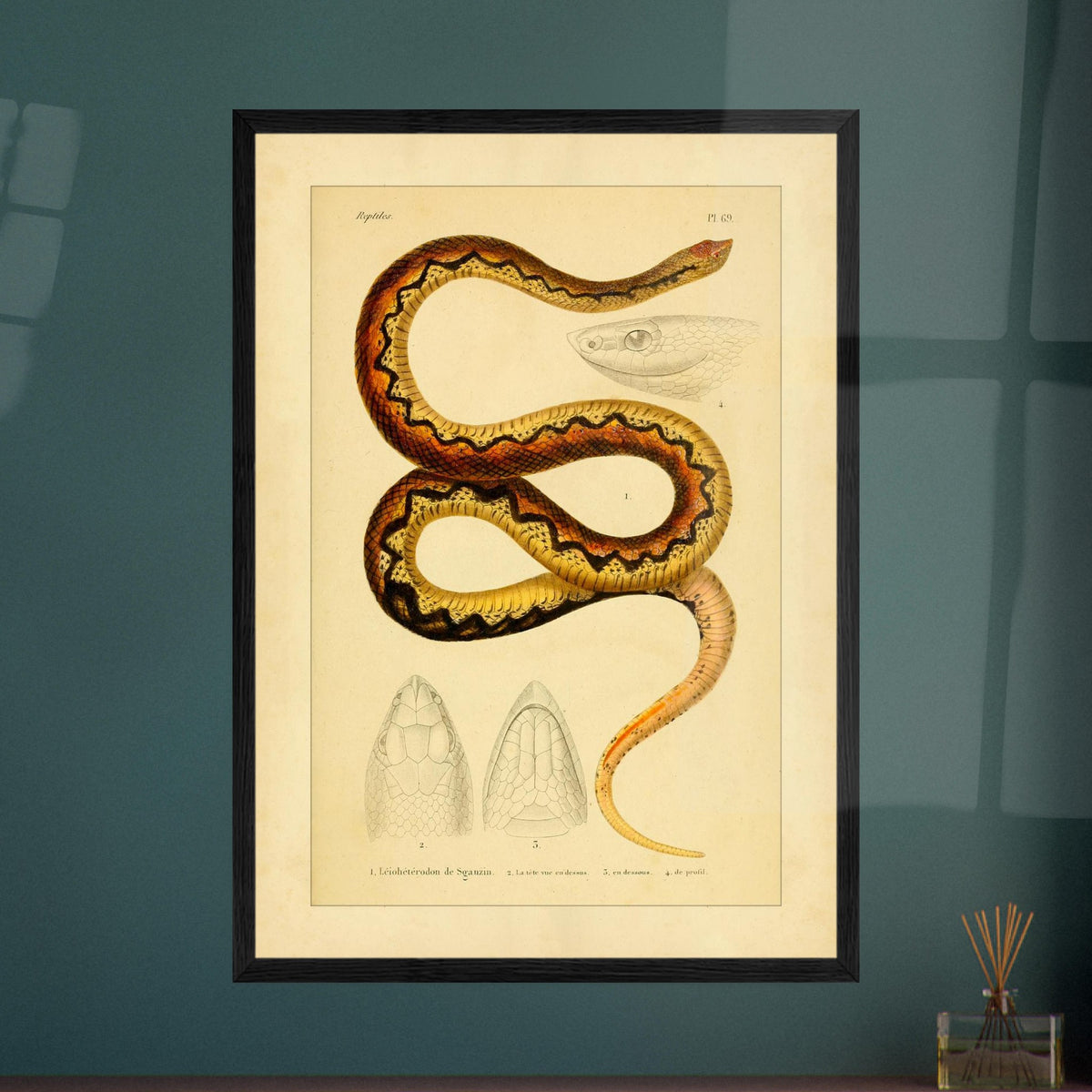 Sganzin's Leiopheterodon: Antique Snake Illustration Plate. Illustration of a snake, Sganzin's leiopheterodon, colored with brown and yellow zigzag patterns, accompanied by drawings of its head.