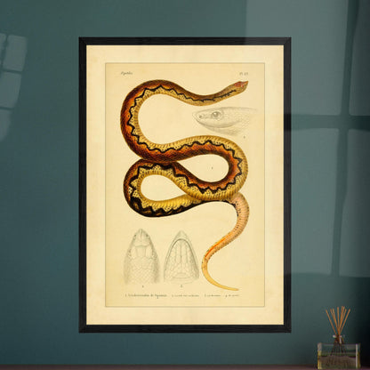 Sganzin's Leiopheterodon: Antique Snake Illustration Plate. Illustration of a snake, Sganzin's leiopheterodon, colored with brown and yellow zigzag patterns, accompanied by drawings of its head.