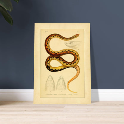 Sganzin's Leiopheterodon: Antique Snake Illustration Plate. Illustration of a snake, Sganzin's leiopheterodon, colored with brown and yellow zigzag patterns, accompanied by drawings of its head.