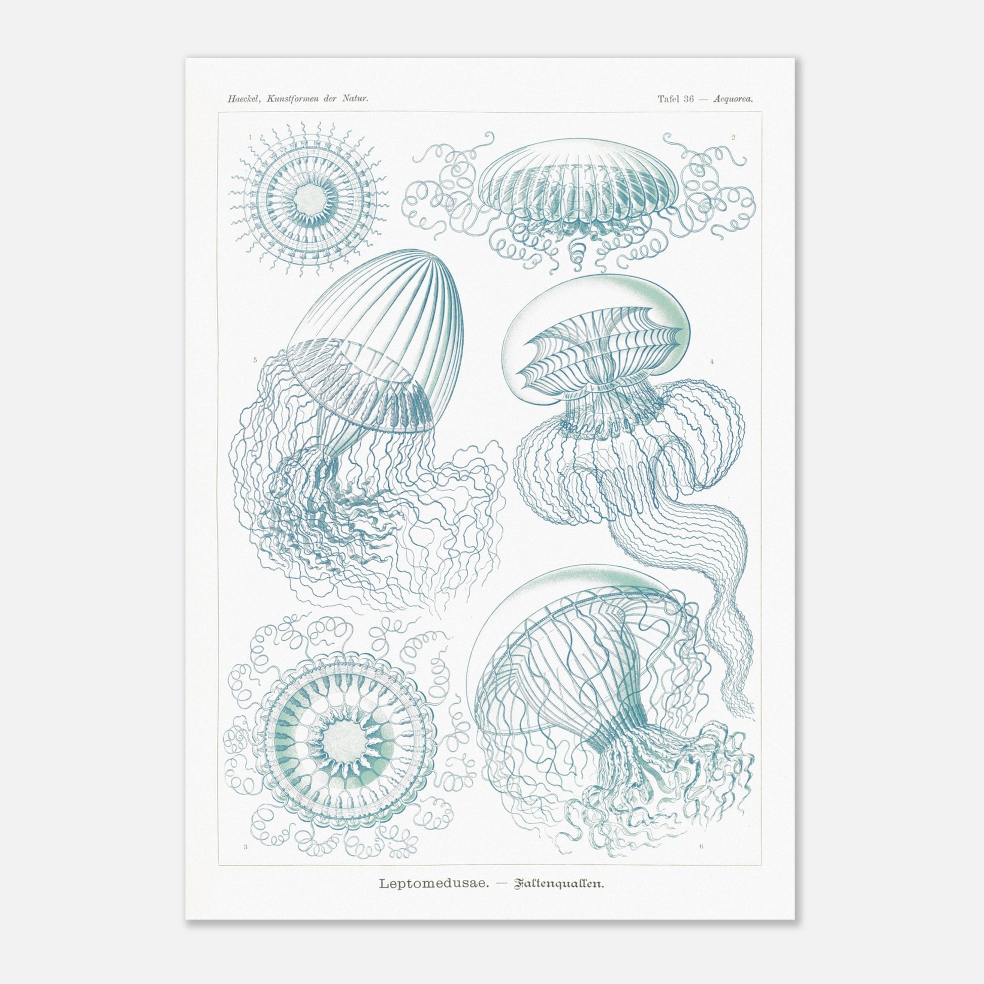 Planche naturaliste de Leptoméduses par Ernst Haeckel (29,7x42 cm (A3)). Planche scientifique du Kunstformen der Natur d'Ernst Haeckel, présentant une variété de méduses et de formes marines similaires dans des tons bleus et verts sur fond noir.
