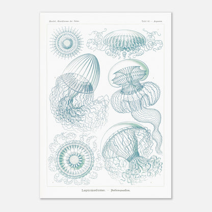 Planche naturaliste de Leptoméduses par Ernst Haeckel (29,7x42 cm (A3)). Planche scientifique du Kunstformen der Natur d'Ernst Haeckel, présentant une variété de méduses et de formes marines similaires dans des tons bleus et verts sur fond noir.
