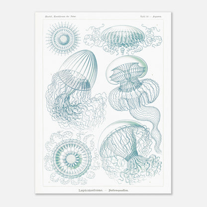 Planche naturaliste de Leptoméduses par Ernst Haeckel (30x40 cm). Planche scientifique du Kunstformen der Natur d'Ernst Haeckel, présentant une variété de méduses et de formes marines similaires dans des tons bleus et verts sur fond noir.