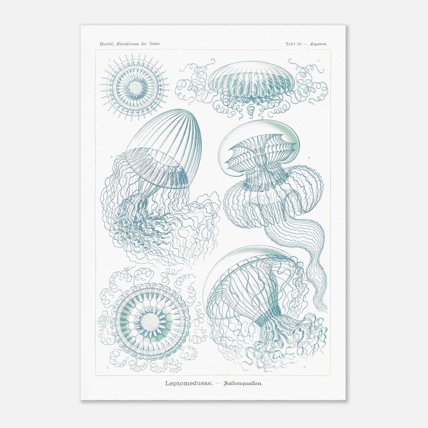 Planche naturaliste de Leptoméduses par Ernst Haeckel (42x59,4 cm (A2)). Planche scientifique du Kunstformen der Natur d'Ernst Haeckel, présentant une variété de méduses et de formes marines similaires dans des tons bleus et verts sur fond noir.