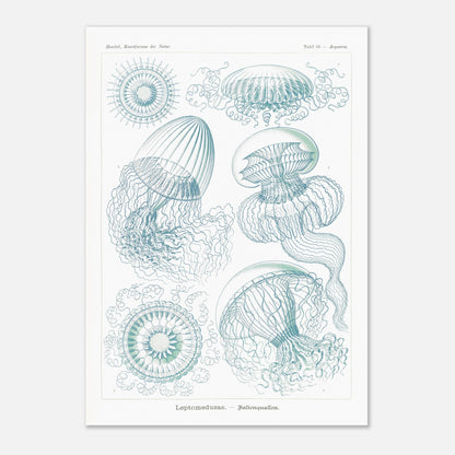 Planche naturaliste de Leptoméduses par Ernst Haeckel (42x59,4 cm (A2)). Planche scientifique du Kunstformen der Natur d'Ernst Haeckel, présentant une variété de méduses et de formes marines similaires dans des tons bleus et verts sur fond noir.