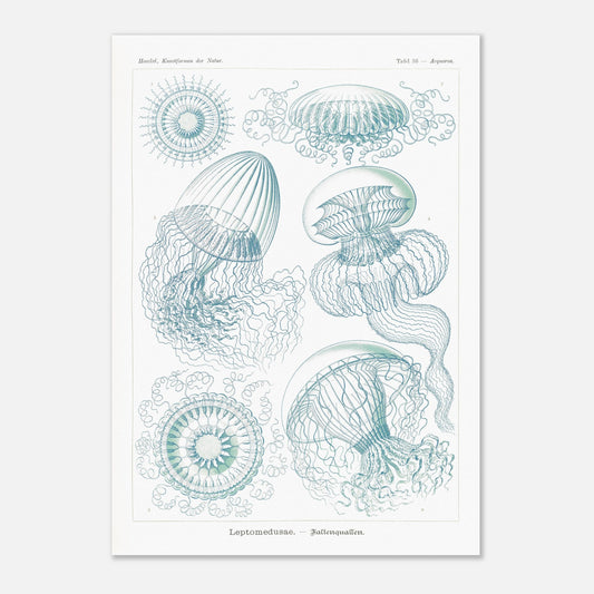 Planche naturaliste de Leptoméduses par Ernst Haeckel (42x59,4 cm (A2)). Planche scientifique du Kunstformen der Natur d'Ernst Haeckel, présentant une variété de méduses et de formes marines similaires dans des tons bleus et verts sur fond noir.