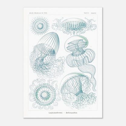 Planche naturaliste de Leptoméduses par Ernst Haeckel (50x70 cm). Planche scientifique du Kunstformen der Natur d'Ernst Haeckel, présentant une variété de méduses et de formes marines similaires dans des tons bleus et verts sur fond noir.