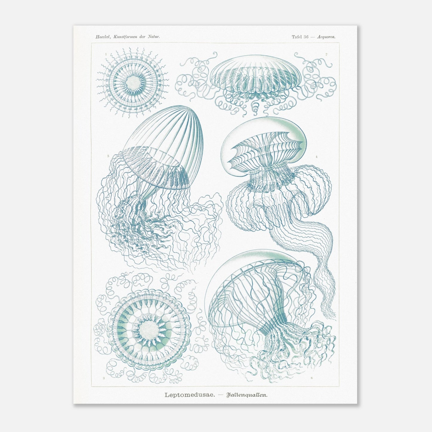 Planche naturaliste de Leptoméduses par Ernst Haeckel (60x80 cm). Planche scientifique du Kunstformen der Natur d'Ernst Haeckel, présentant une variété de méduses et de formes marines similaires dans des tons bleus et verts sur fond noir.