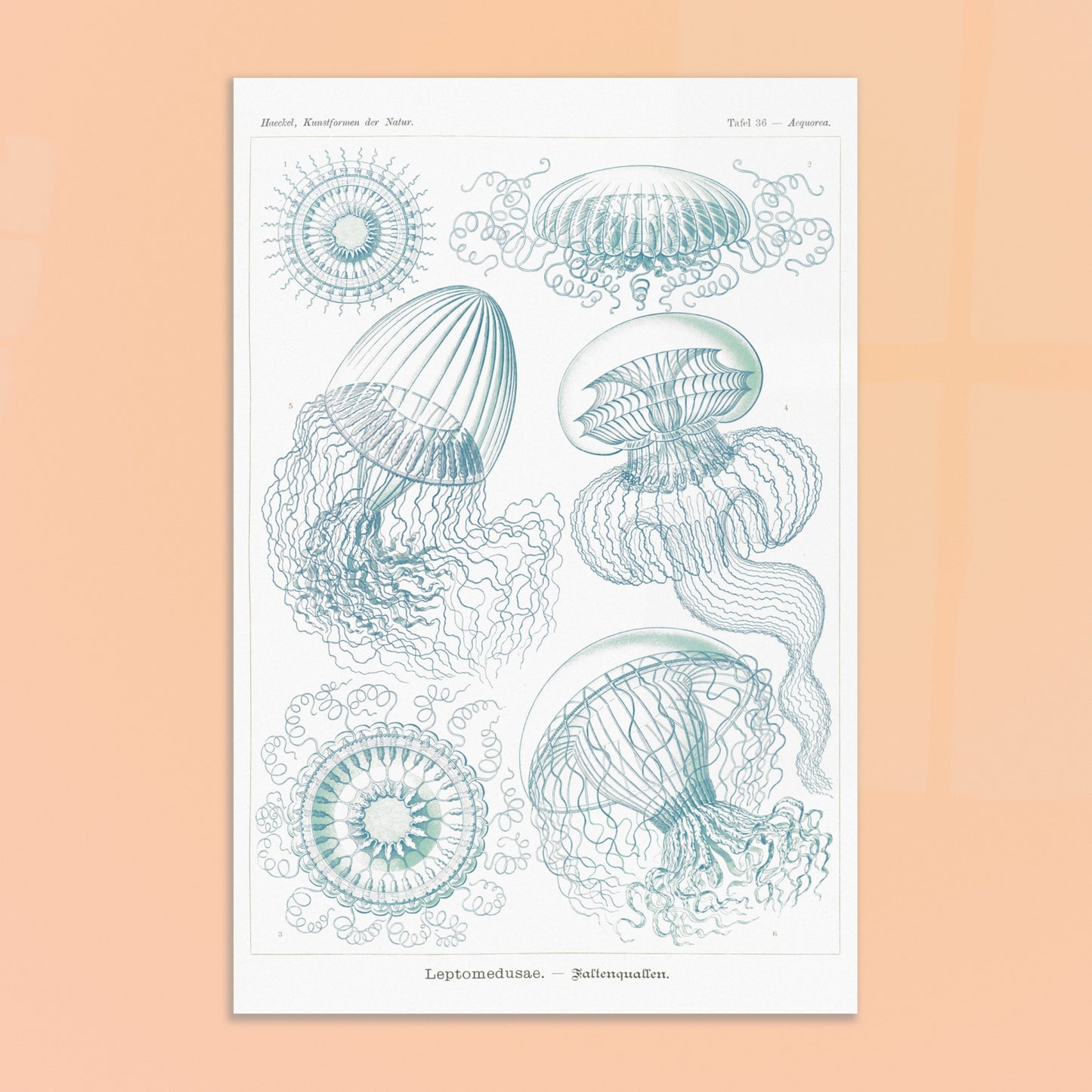 Planche naturaliste de Leptoméduses par Ernst Haeckel. Planche scientifique du Kunstformen der Natur d'Ernst Haeckel, présentant une variété de méduses et de formes marines similaires dans des tons bleus et verts sur fond noir. Image d'illustration 8