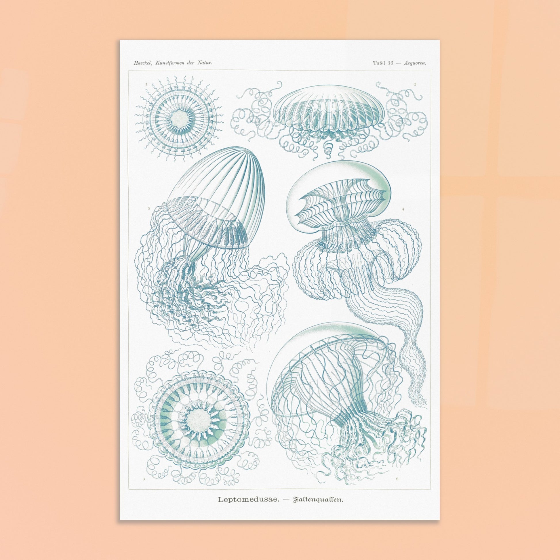 Planche naturaliste de Leptoméduses par Ernst Haeckel. Planche scientifique du Kunstformen der Natur d'Ernst Haeckel, présentant une variété de méduses et de formes marines similaires dans des tons bleus et verts sur fond noir. Image d'illustration 8