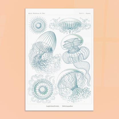 Planche naturaliste de Leptoméduses par Ernst Haeckel. Planche scientifique du Kunstformen der Natur d'Ernst Haeckel, présentant une variété de méduses et de formes marines similaires dans des tons bleus et verts sur fond noir. Image d'illustration 8