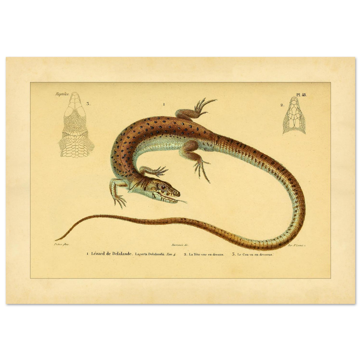 Delalandes Eidechse: Zoologische Illustration von Duméril (21x29,7 cm (A4)). Illustration einer gefleckten Delalande-Eidechse mit Ansichten ihres Kopfes von vorne und im Profil.