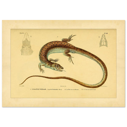 Delalandes Eidechse: Zoologische Illustration von Duméril (21x29,7 cm (A4)). Illustration einer gefleckten Delalande-Eidechse mit Ansichten ihres Kopfes von vorne und im Profil.