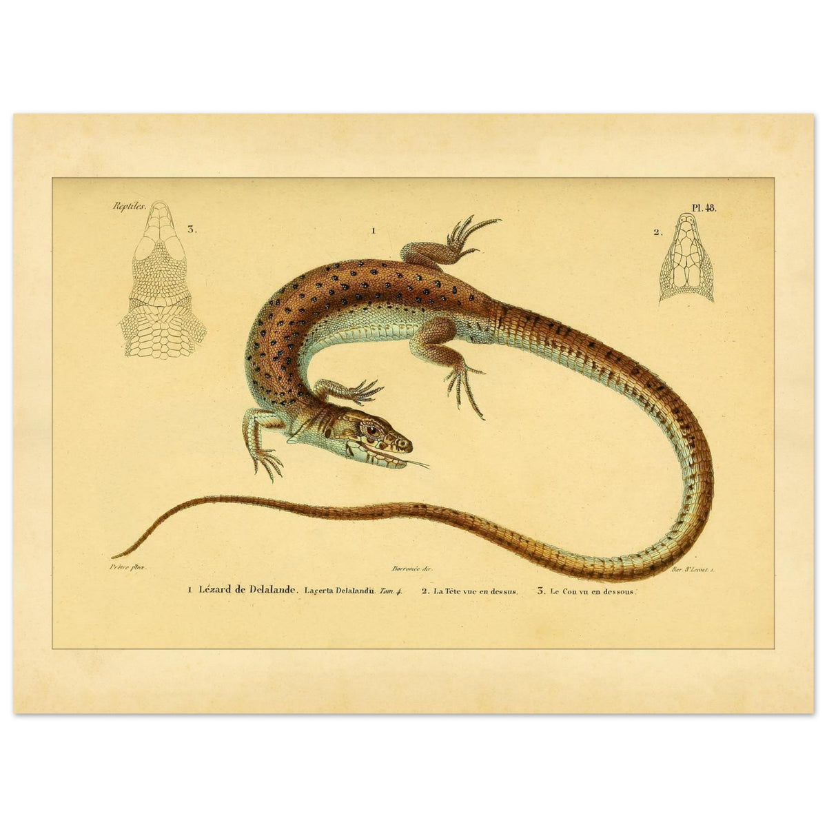 Delalandes Eidechse: Zoologische Illustration von Duméril (30x40 cm). Illustration einer gefleckten Delalande-Eidechse mit Ansichten ihres Kopfes von vorne und im Profil.