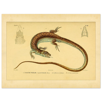 Delalandes Eidechse: Zoologische Illustration von Duméril (30x40 cm). Illustration einer gefleckten Delalande-Eidechse mit Ansichten ihres Kopfes von vorne und im Profil.