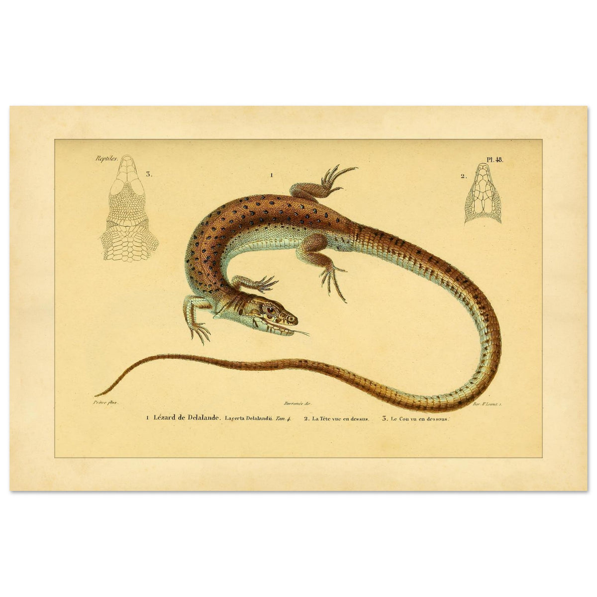 Delalandes Eidechse: Zoologische Illustration von Duméril (40x60 cm). Illustration einer gefleckten Delalande-Eidechse mit Ansichten ihres Kopfes von vorne und im Profil.
