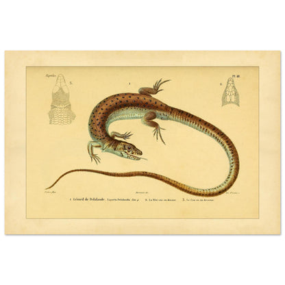 Delalandes Eidechse: Zoologische Illustration von Duméril (40x60 cm). Illustration einer gefleckten Delalande-Eidechse mit Ansichten ihres Kopfes von vorne und im Profil.