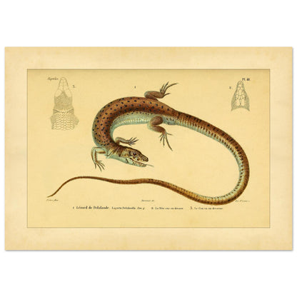 Delalandes Eidechse: Zoologische Illustration von Duméril (42x59,4 cm (A2)). Illustration einer gefleckten Delalande-Eidechse mit Ansichten ihres Kopfes von vorne und im Profil.