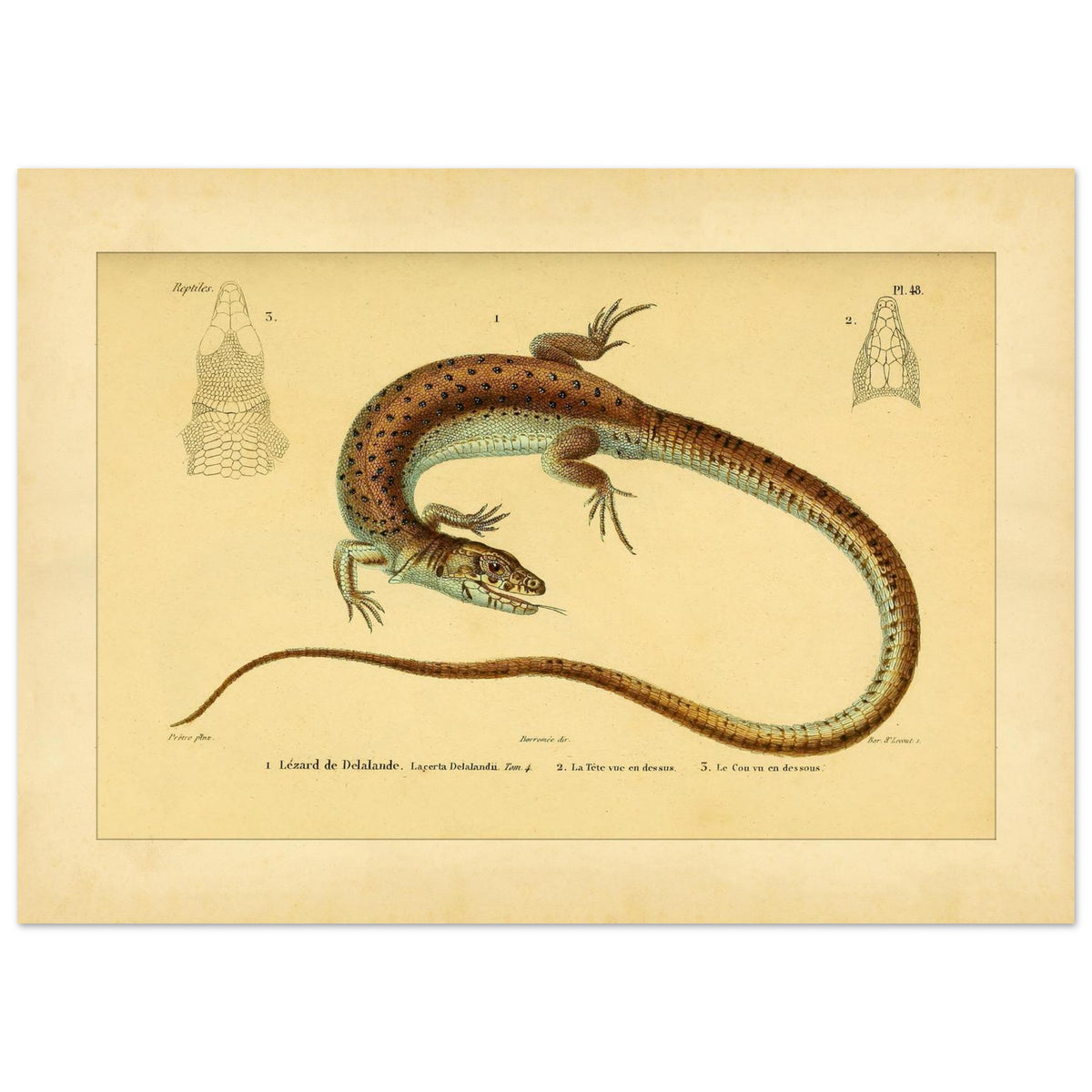 Delalandes Eidechse: Zoologische Illustration von Duméril (50x70 cm). Illustration einer gefleckten Delalande-Eidechse mit Ansichten ihres Kopfes von vorne und im Profil.