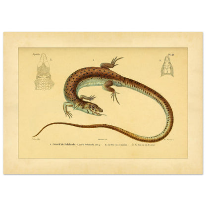 Delalandes Eidechse: Zoologische Illustration von Duméril (50x70 cm). Illustration einer gefleckten Delalande-Eidechse mit Ansichten ihres Kopfes von vorne und im Profil.